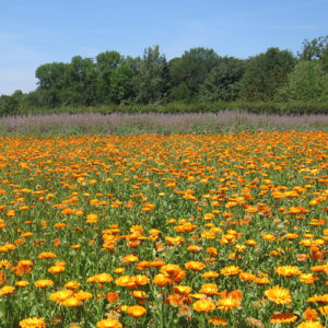 Blumenwiese