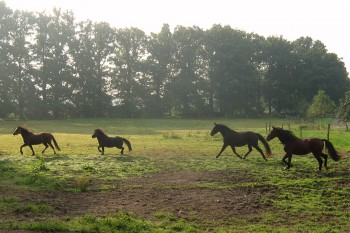 Pferde auf dem Oesenhof