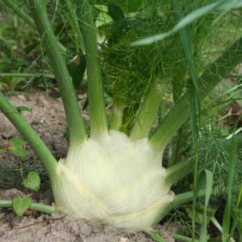 Fenchel