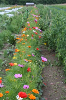 Blumenstreifen