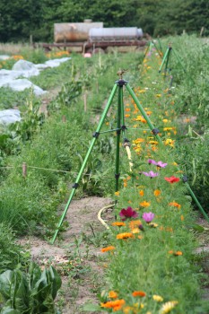 Blumenstreifen