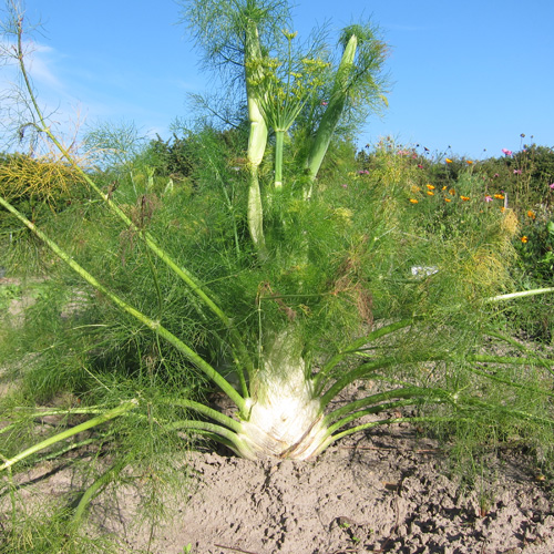 Fenchel