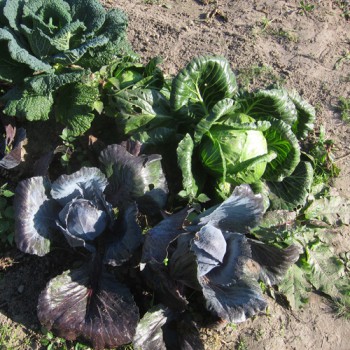 Kohl
