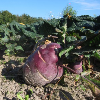 Roter Kohlrabi