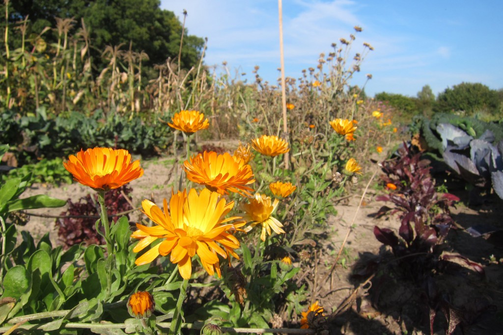 Erntefest 2015, Ringelblumen