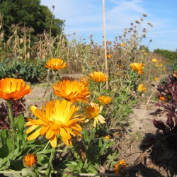 Erntefest 2015, Ringelblumen