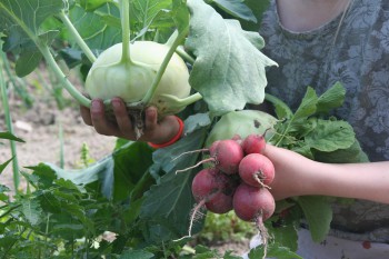 Kohlrabi- und Radieschenernte