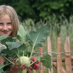 Kohlrabiernte