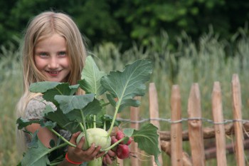 Kohlrabiernte