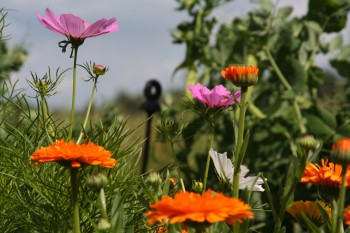 Ringelblume
