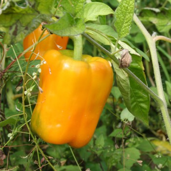gelbe Paprika