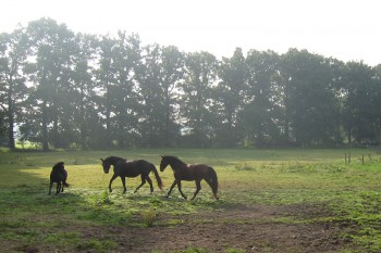 Pferde auf dem Oesenhof