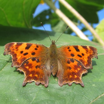 Sonnenblume & Schmetterling