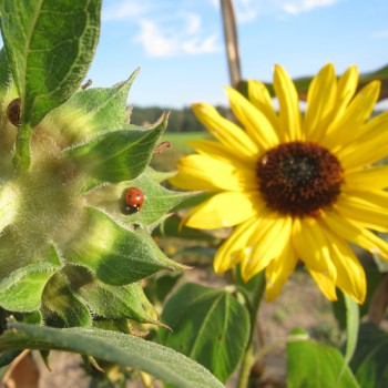 Sonnenblume & Marienkäfer