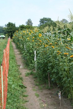 Sonnenblumenreihe