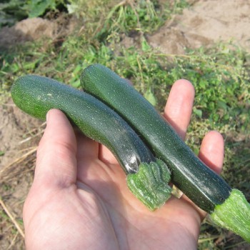 Zuccini