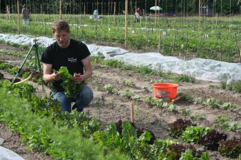 Mangold Gemüseernte - Juni 2016