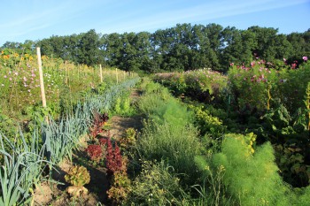 Gemüsereihen auf dem Acker - August 2016