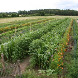 Gemüsereihen auf dem Acker - Juli 2016