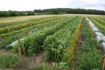 Gemüsereihen auf dem Acker - Juli 2016