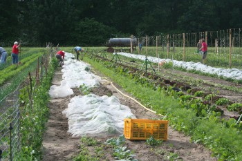 Gemüsereihen auf dem Acker - Juni 2016