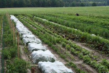 Gemüsereihen auf dem Acker - Juni 2016