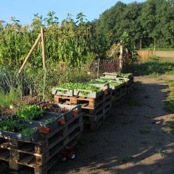 Jungpflanzen für den Acker - August 2016