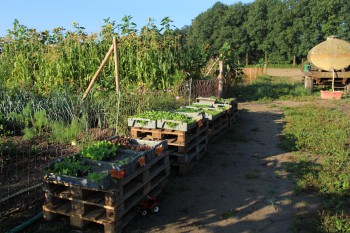 Jungpflanzen für den Acker - August 2016