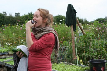 Paprika frisch vom Feld - das schmeckt! August 2016