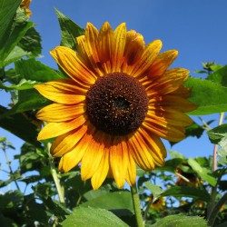Sonnenblume auf dem Kultgemüseacker - August 2016