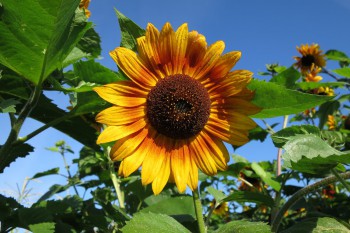 Sonnenblume auf dem Kultgemüseacker - August 2016