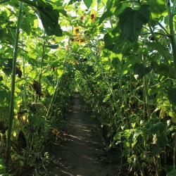 Sonnenblumenallee auf dem Acker des Kultgemüses