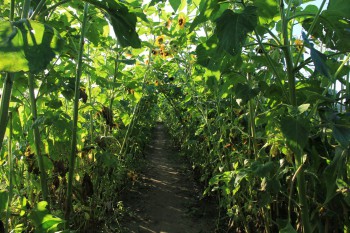 Sonnenblumenallee auf dem Acker des Kultgemüses