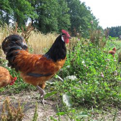 Der Hahn im Korb