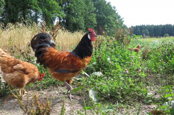 Der Hahn im Korb