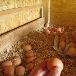 Hühnermobil - Eiersuche