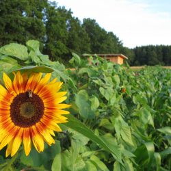 Sonnenblume auf dem Kultgemüseacker 2017