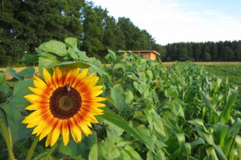 Sonnenblume auf dem Kultgemüseacker 2017