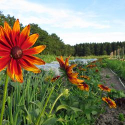 Blumen auf dem Kultgemüseacker 2017