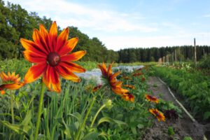 Blumen auf dem Kultgemüseacker 2017