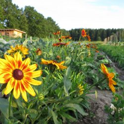 Blumen auf dem Kultgemüseacker 2017