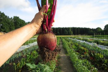 Rote Beete frisch vom Feld