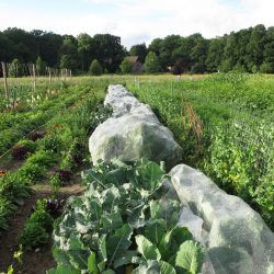 Blumenkohl & Kohlrabi