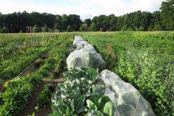 Blumenkohl & Kohlrabi