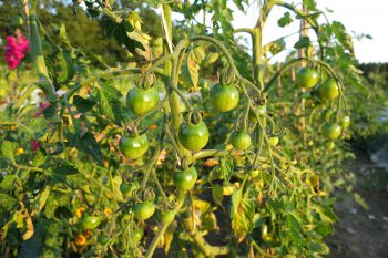 grüne Tomaten