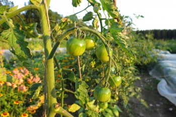 grüne Tomaten
