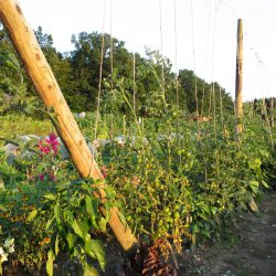 Tomaten auf dem Acker