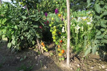 Tomaten auf dem Acker