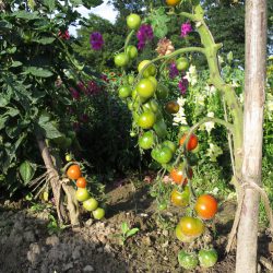 Tomaten auf dem Acker