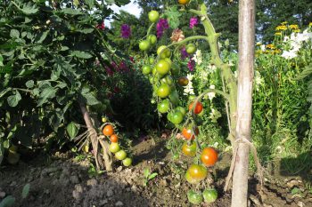 Tomaten auf dem Acker